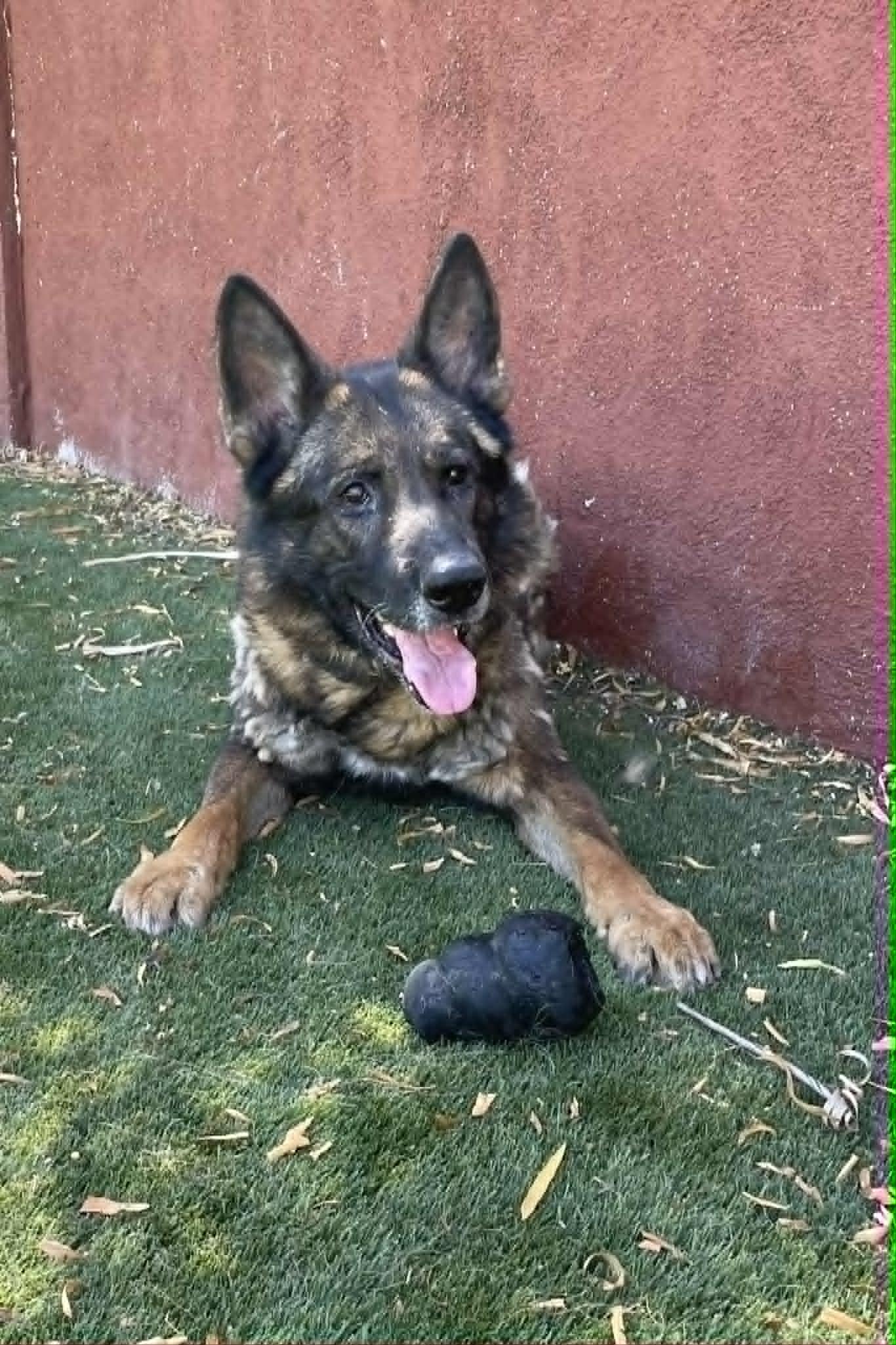 Dirk, a ADOPTABLE German Shepherd Dog in Glendale, AZ image 4/4