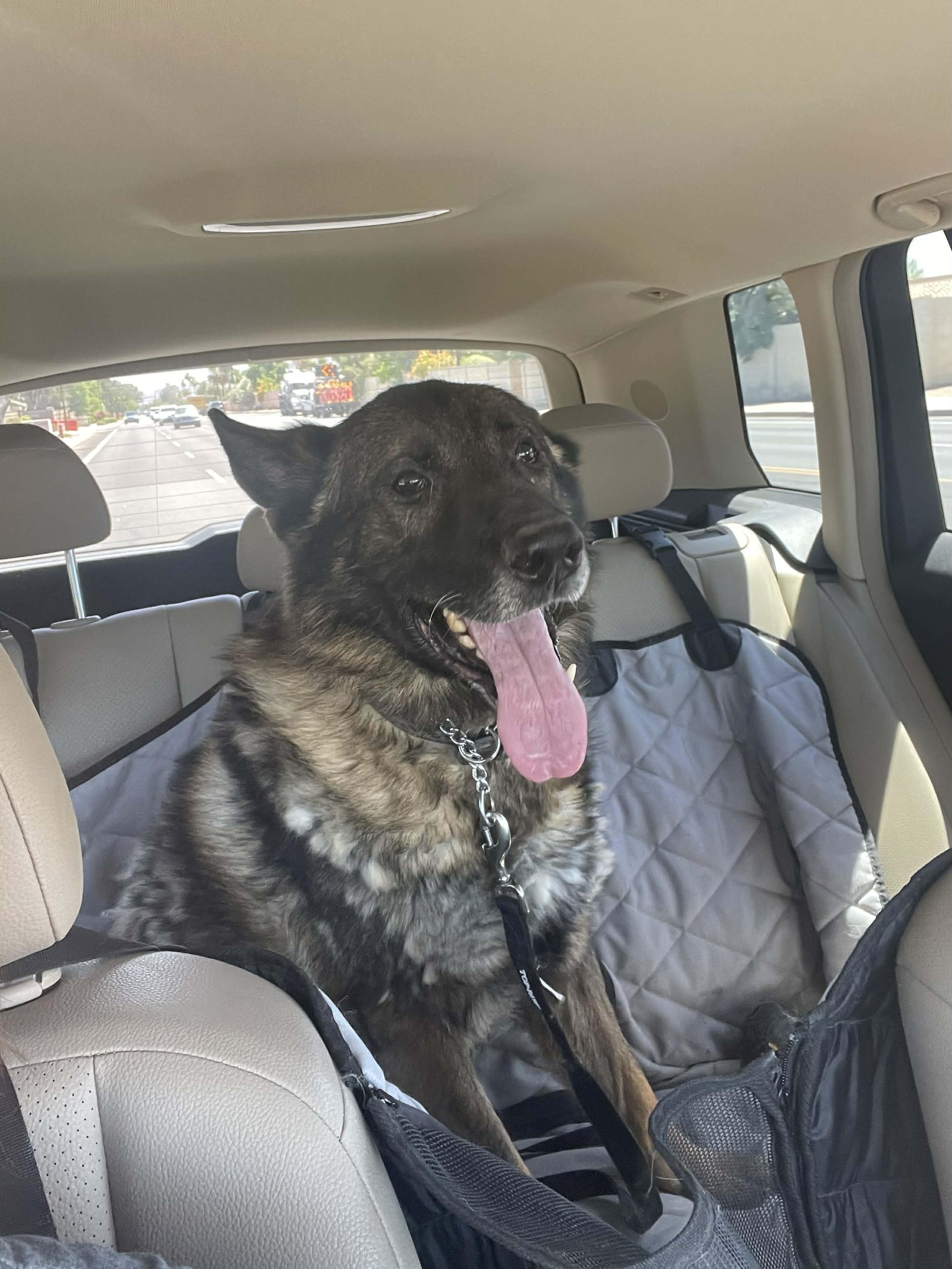 Dirk, a ADOPTABLE German Shepherd Dog in Glendale, AZ image 2/4