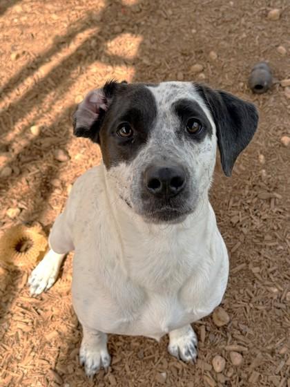 Savannah, a Adoptable mixed breed in Cumming, GA image 2/2