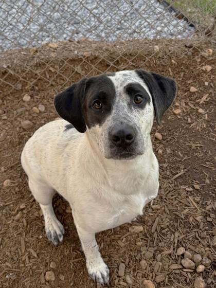 Savannah, Adoptable, Adult Female Hound & Mixed Breed.