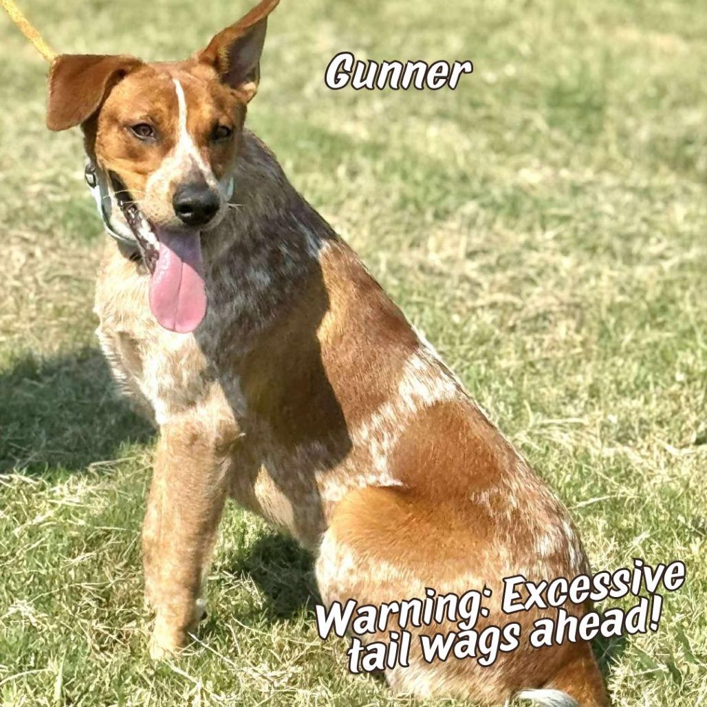 Gunner, Adoptable, Adult Male German Shorthaired Pointer & Cattle Dog.