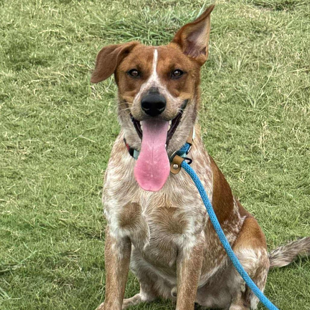 Gunner, a Adoptable mixed breed in Webster, TX image 3/6