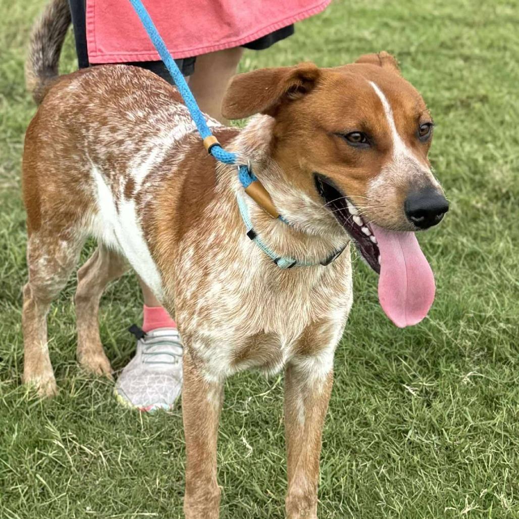 Gunner, a Adoptable mixed breed in Webster, TX image 5/6