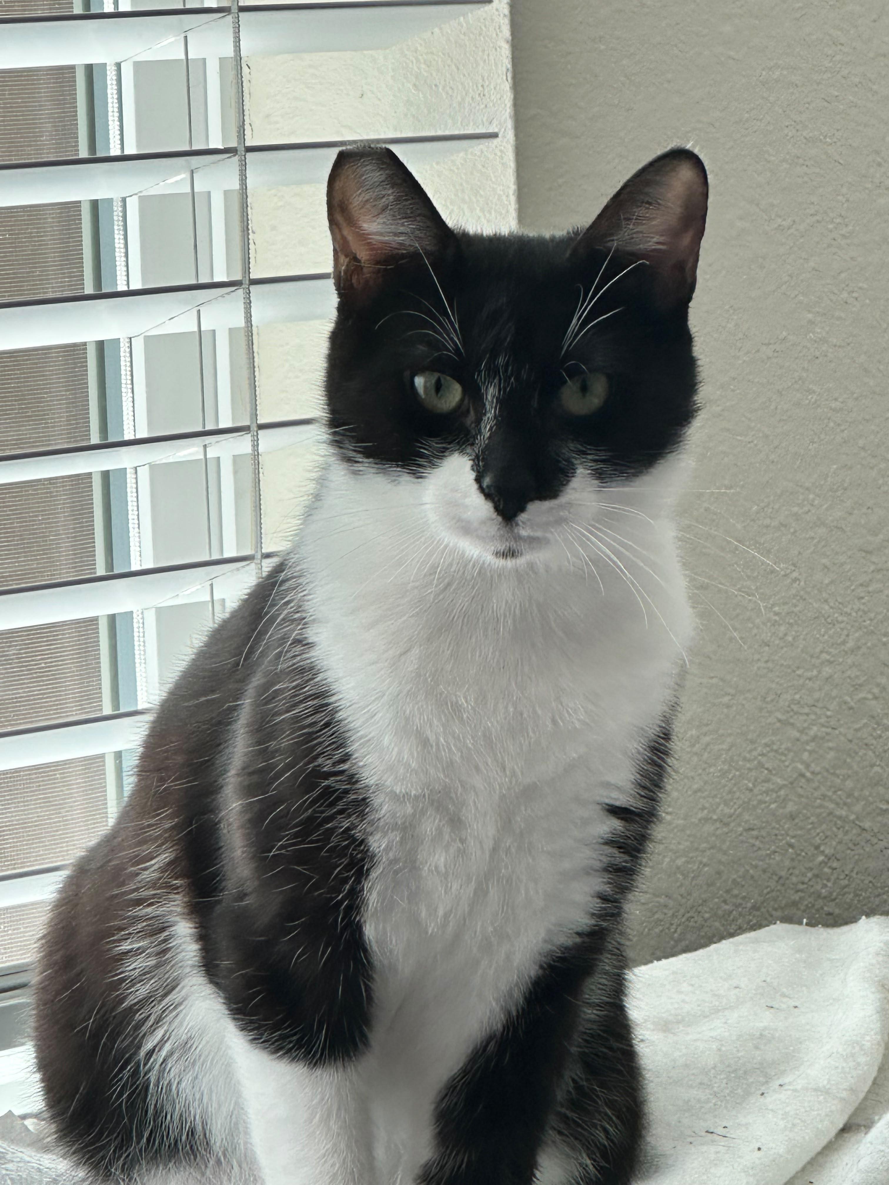 Enlarge Ziva, a Adoptable mixed breed in Newark, CA image 4/5