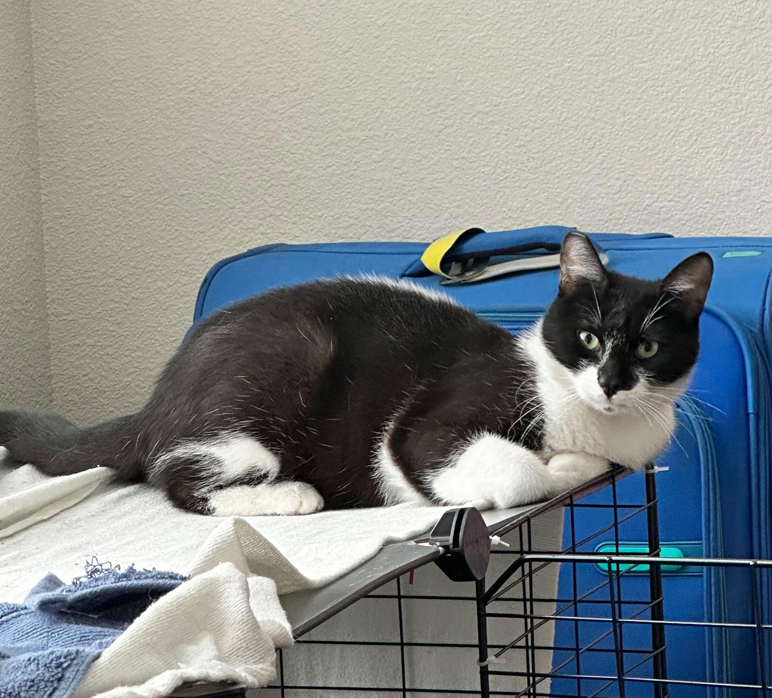 Enlarge Ziva, a Adoptable mixed breed in Newark, CA image 2/5