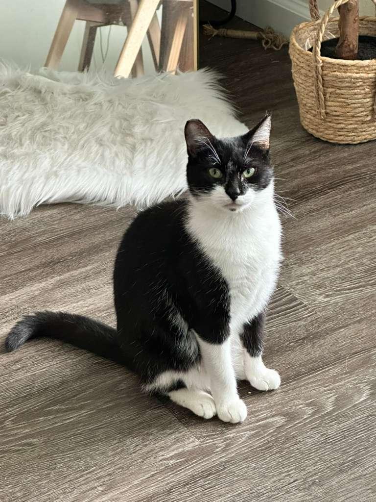 Enlarge Ziva, a Adoptable mixed breed in Newark, CA image 1/5