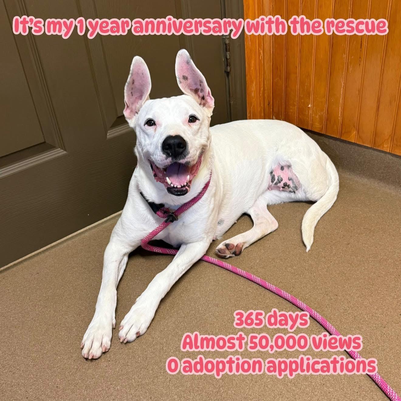 Lady (Tripod), Adoptable, Adult Female Mixed Breed.