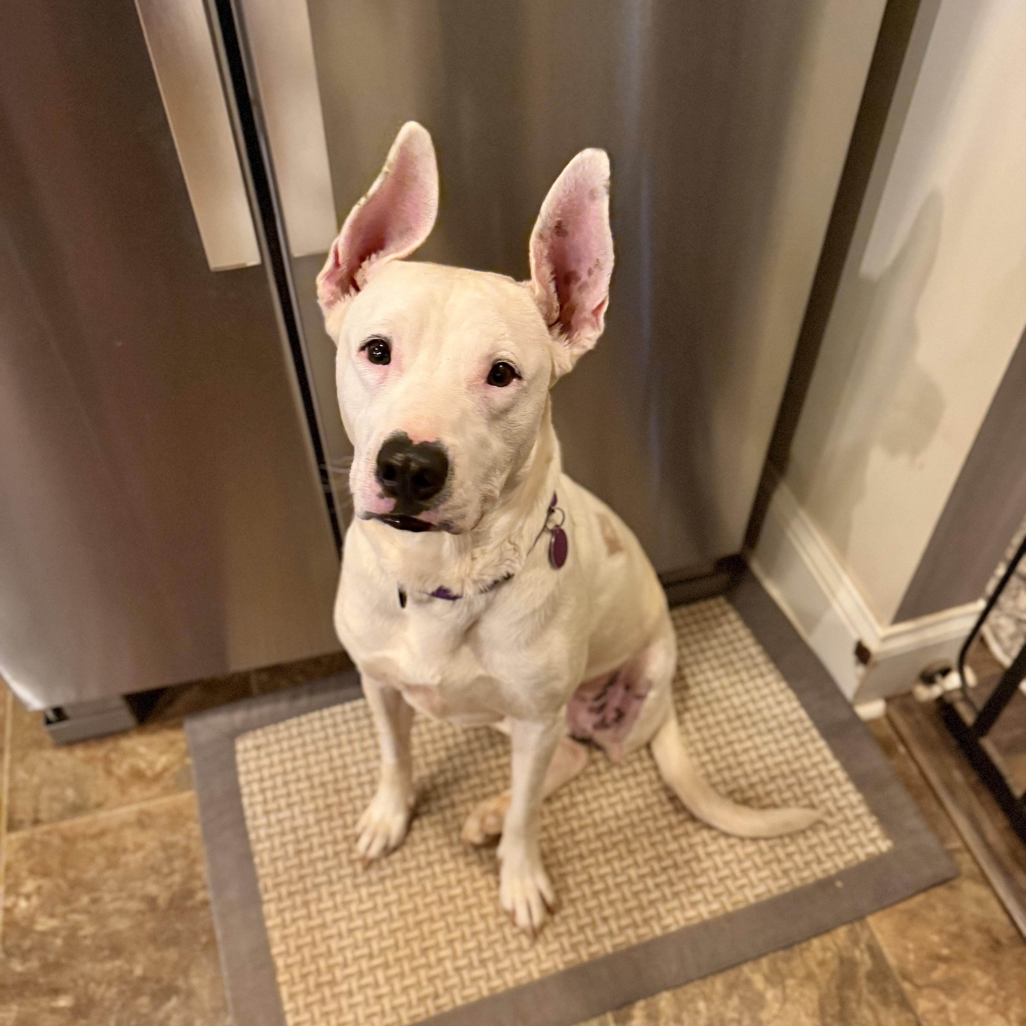 Enlarge Lady (Tripod), a Adoptable mixed breed in Jackson, GA image 6/6