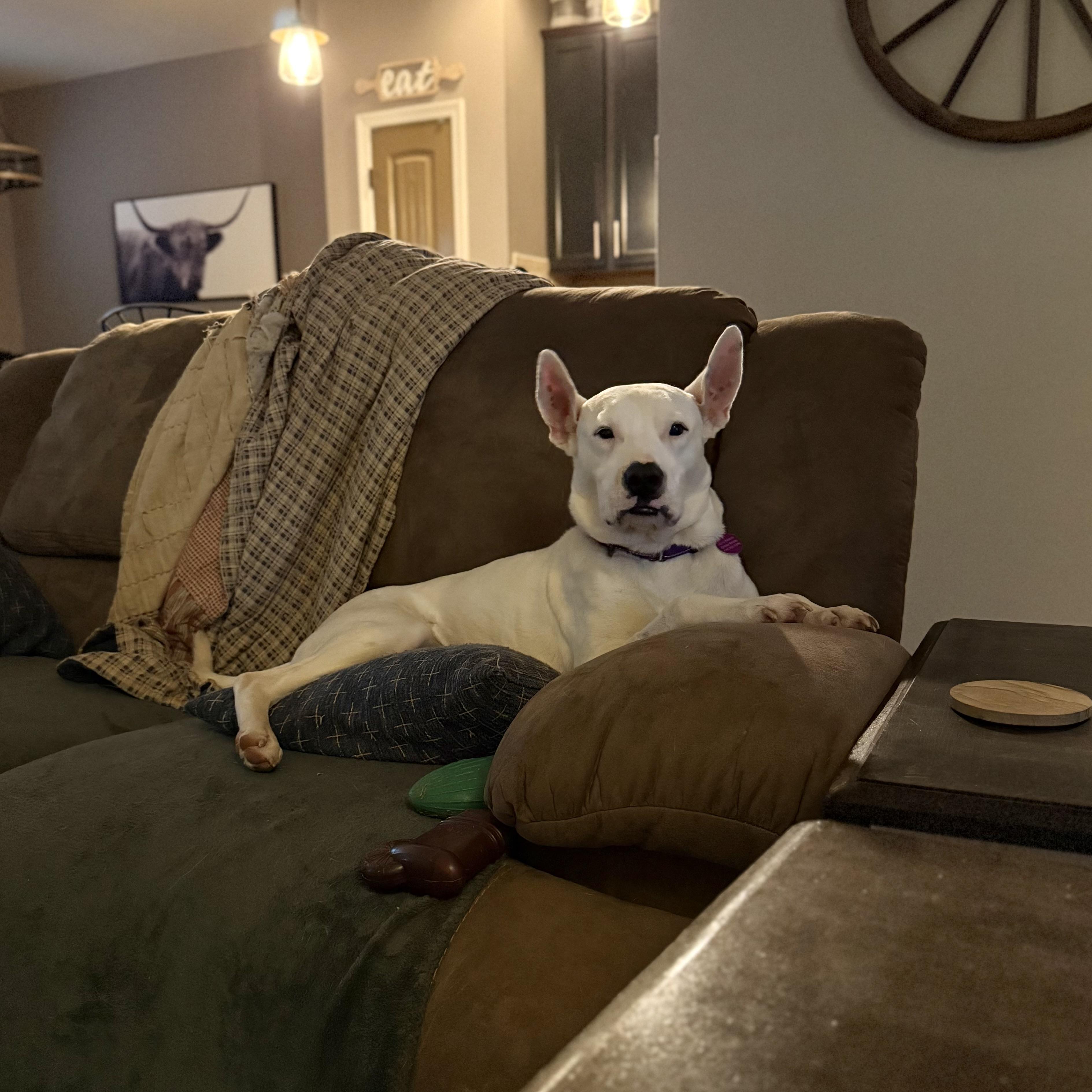 Enlarge Lady (Tripod), a Adoptable mixed breed in Jackson, GA image 5/6