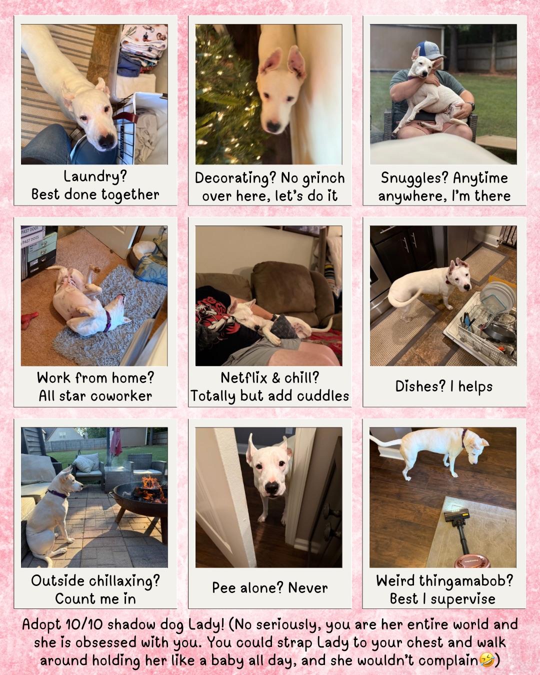 Enlarge Lady (Tripod), a Adoptable mixed breed in Jackson, GA image 2/6