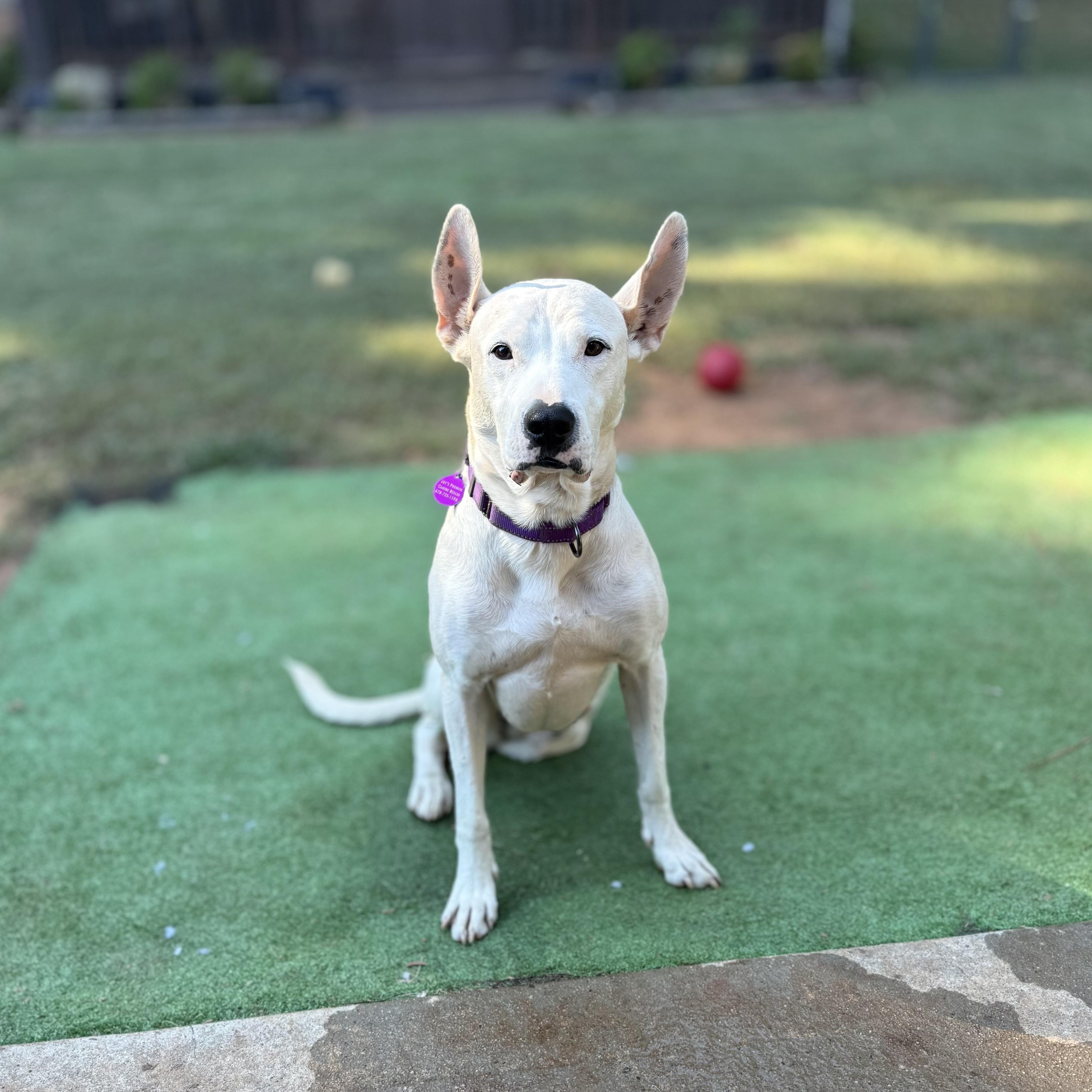 Enlarge Lady (Tripod), a Adoptable mixed breed in Jackson, GA image 4/6