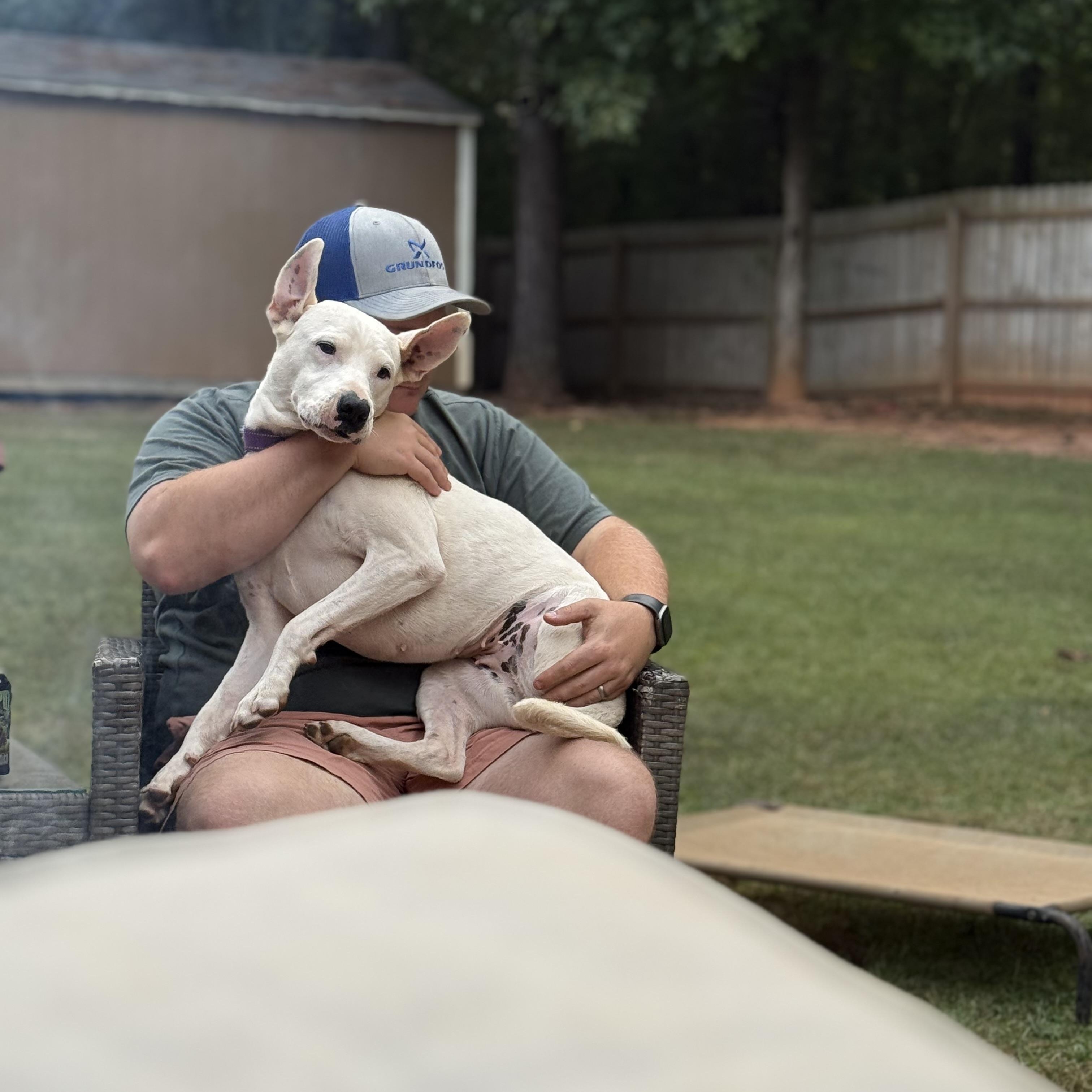 Enlarge Lady (Tripod), a Adoptable mixed breed in Jackson, GA image 1/6