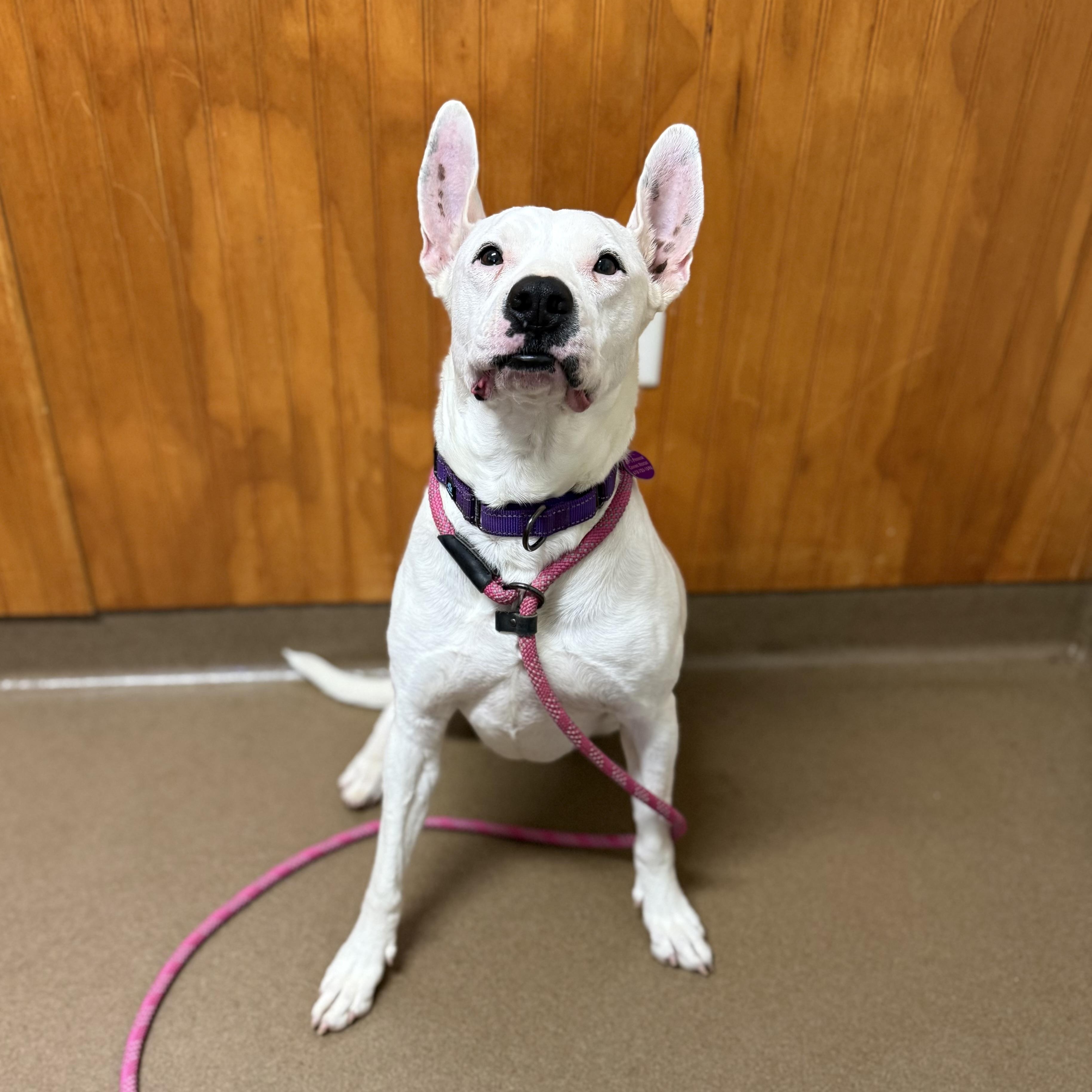 Lady (Tripod), a Adoptable mixed breed in Jackson, GA image 6/6