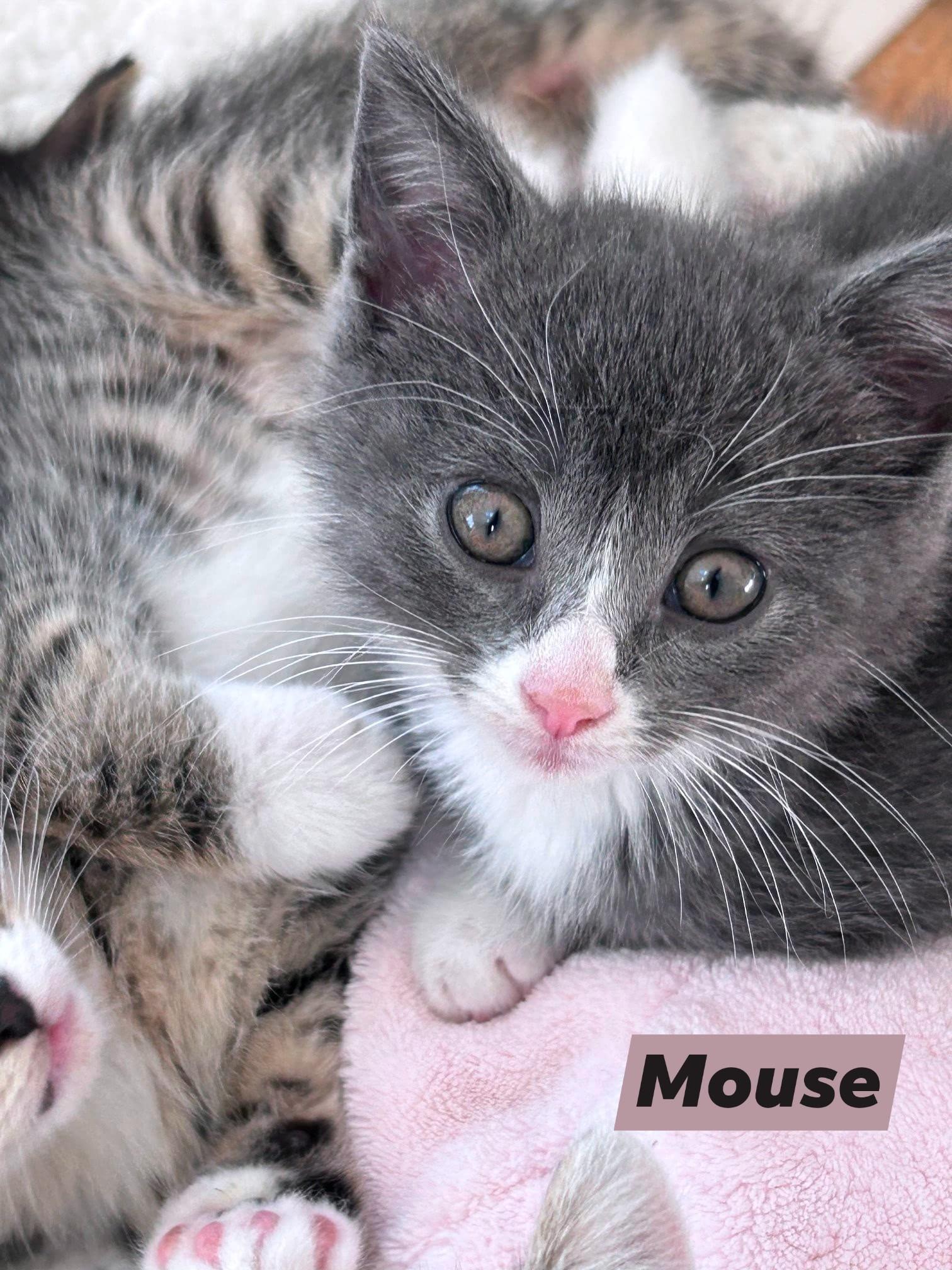 mouse, Adoptable, Kitten Female Domestic Short Hair.