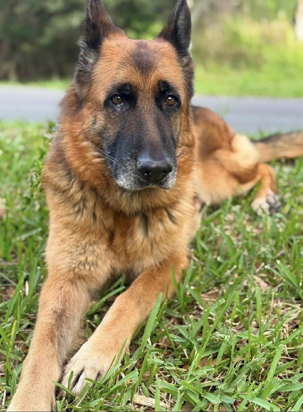 Enlarge URGENT SENIOR IN DANGER, a ADOPTABLE German Shepherd Dog in Fort Myers Beach, FL image 1/1