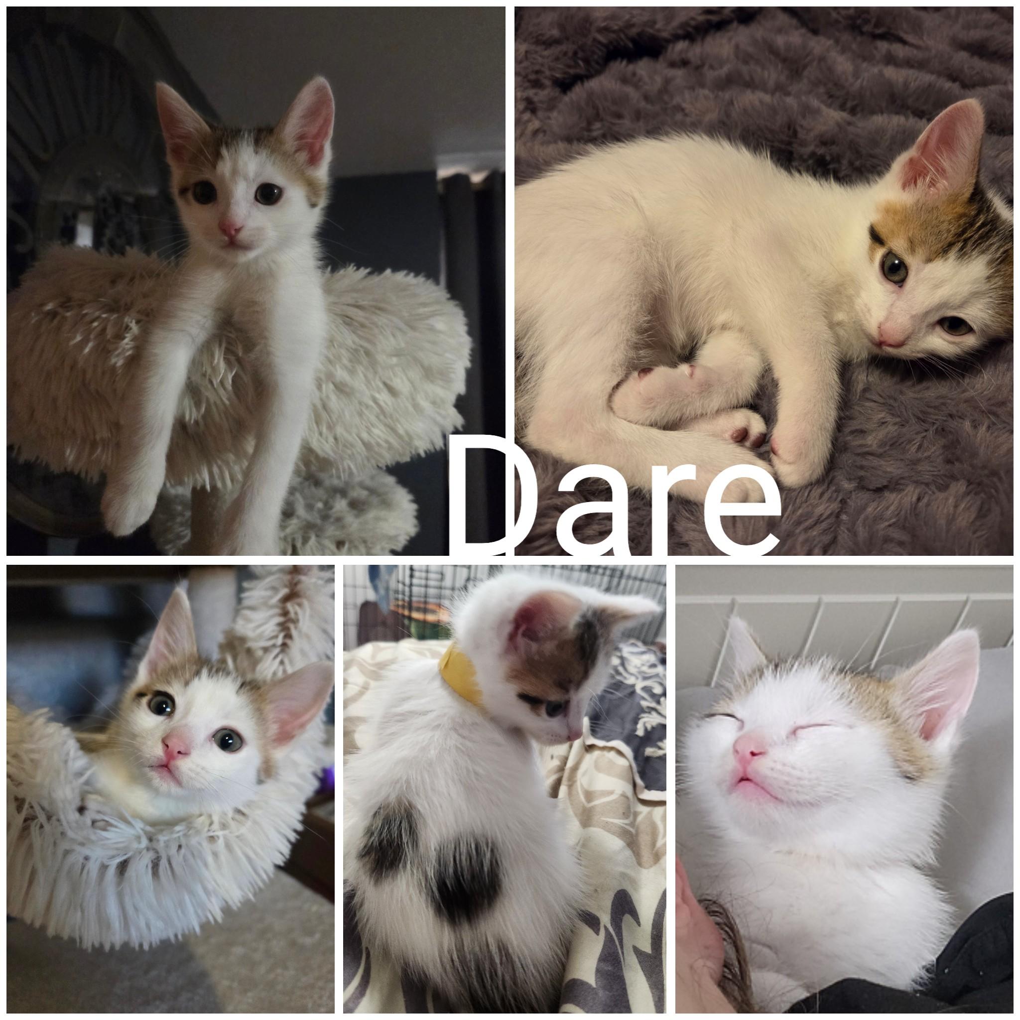 Enlarge Dare, an adopted Domestic Short Hair in Newberg, OR image 1/1