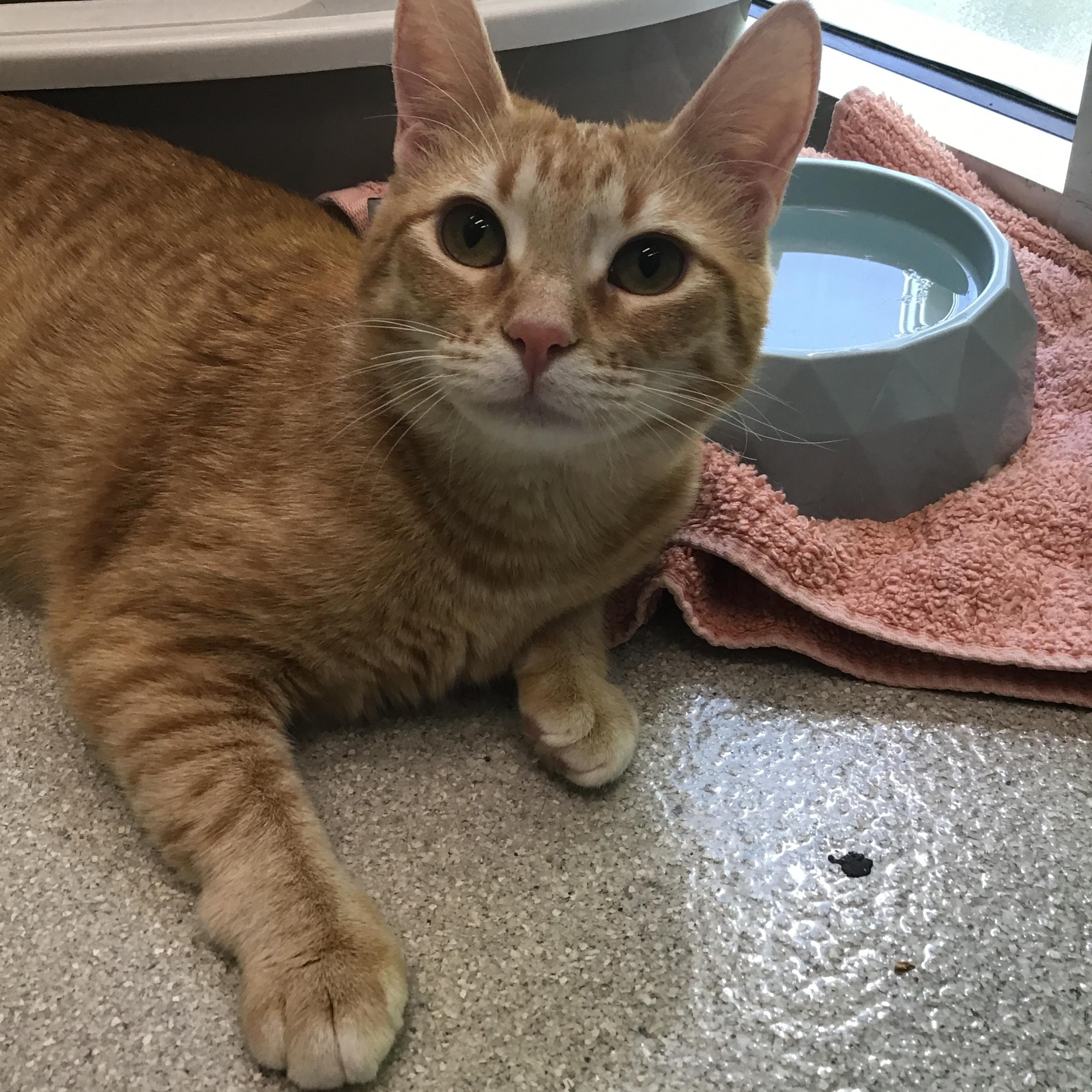 Enlarge Wendy, a Adopted Domestic Short Hair in Greenville, TX image 1/1