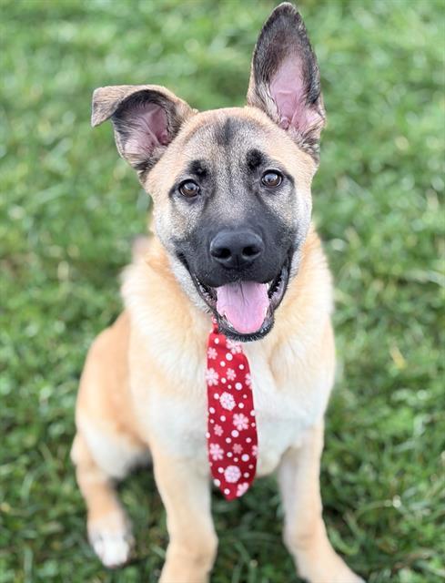 RASCAL, Adoptable, Young Male German Shepherd Dog & Mixed Breed.