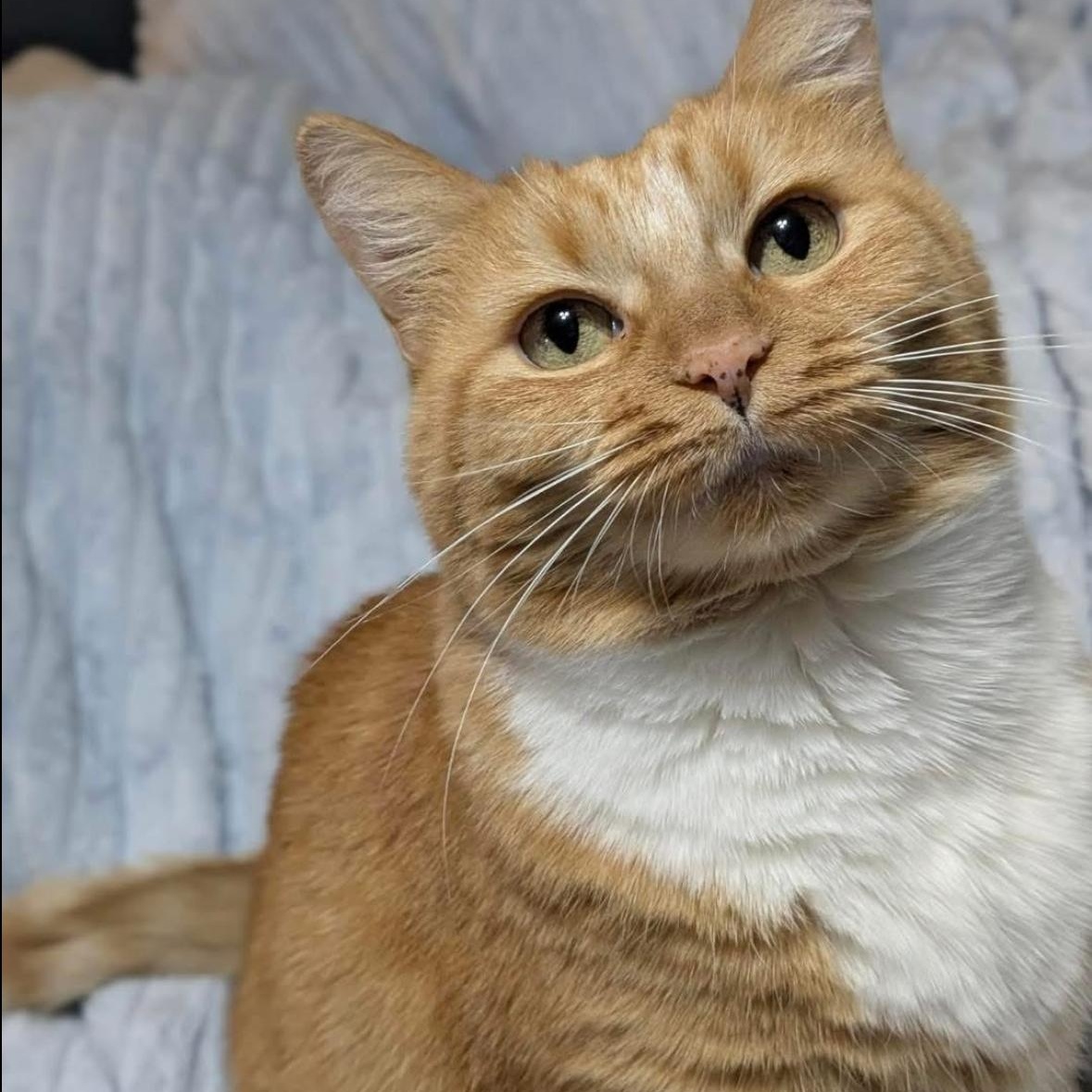 Enlarge Hannah & Zoey , a ADOPTABLE Domestic Short Hair in Flint, MI image 1/5