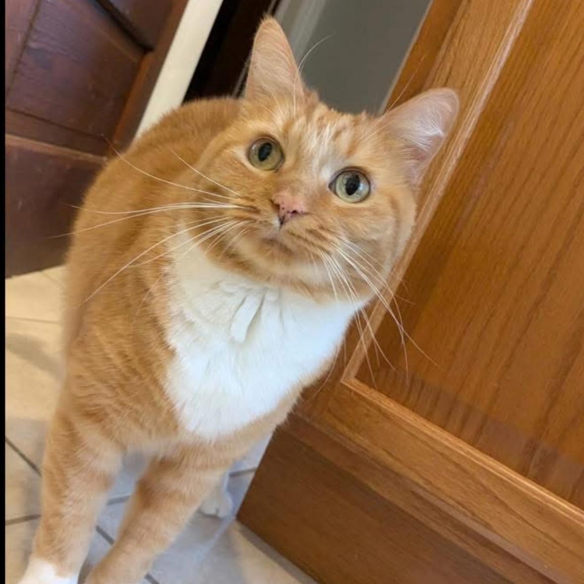 Enlarge Hannah & Zoey , a ADOPTABLE Domestic Short Hair in Flint, MI image 5/5