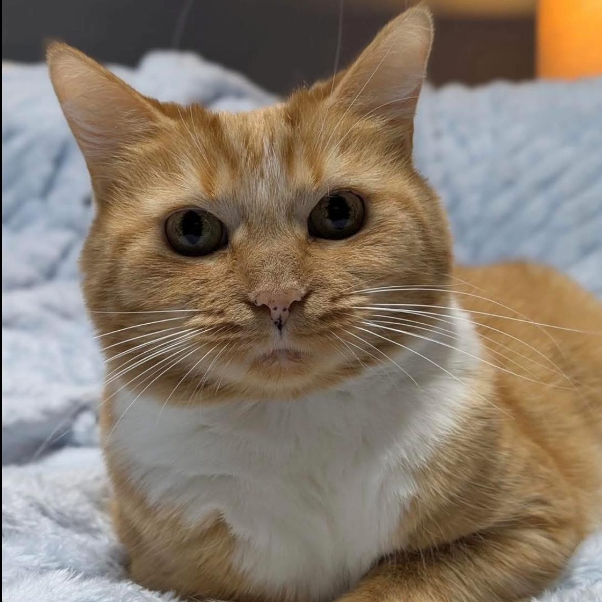 Enlarge Hannah & Zoey , a ADOPTABLE Domestic Short Hair in Flint, MI image 3/5