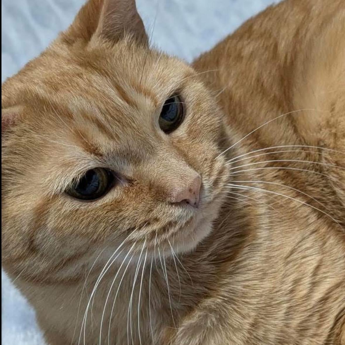 Enlarge Hannah & Zoey , a ADOPTABLE Domestic Short Hair in Flint, MI image 2/5