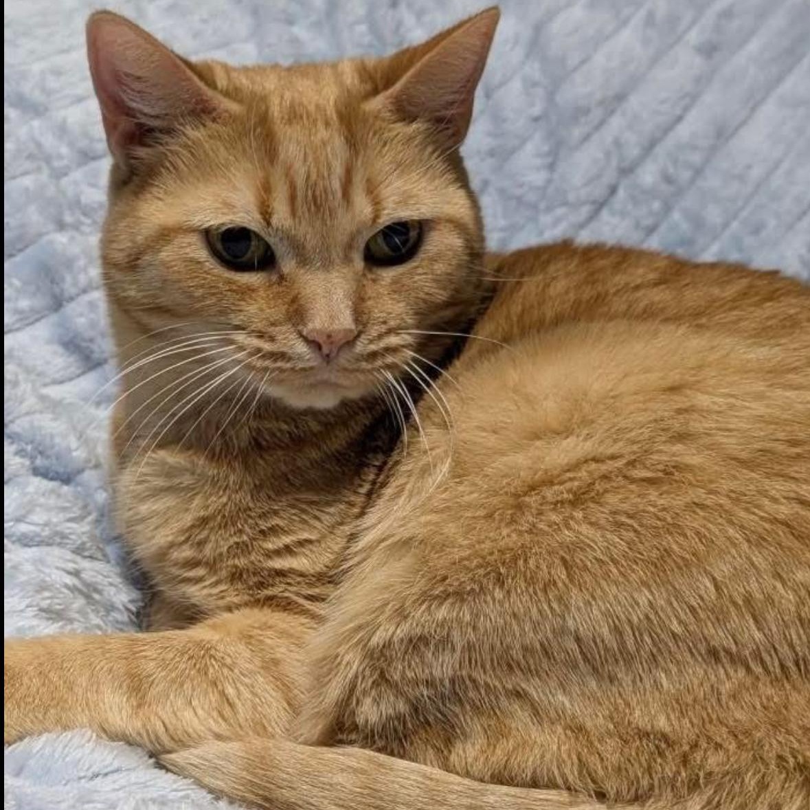 Enlarge Hannah & Zoey , a ADOPTABLE Domestic Short Hair in Flint, MI image 4/5