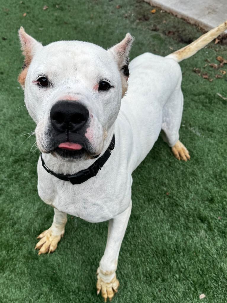 Enlarge Peony, a Adoptable Dogo Argentino in Ferndale, NY image 1/1