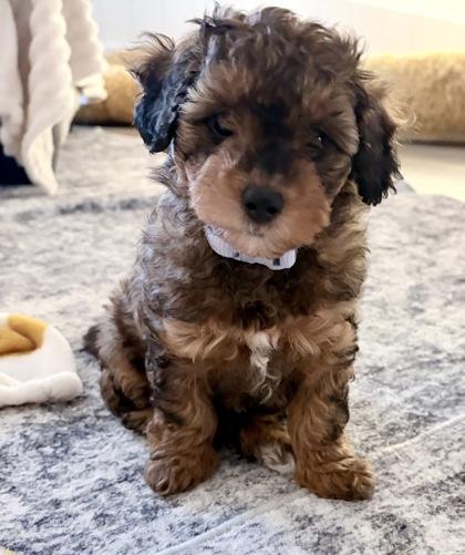 Ava, adopted, Puppy Female Yorkshire Terrier & Mixed Breed.