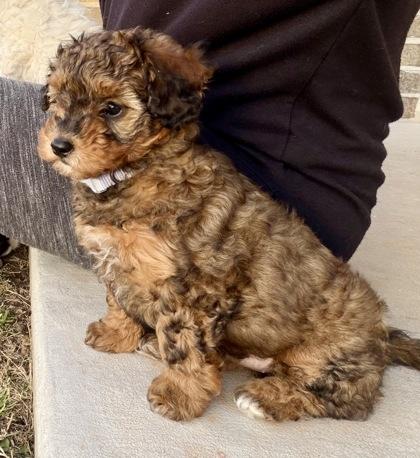 Enlarge Ava, an adopted mixed breed in Fort Worth, TX image 2/3