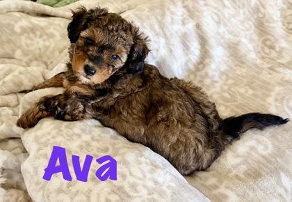 Enlarge Ava, an adopted mixed breed in Fort Worth, TX image 3/3