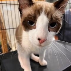 Enlarge CHOCO-CAT, a Adoptable Siamese in Mckinleyville, CA image 1/1