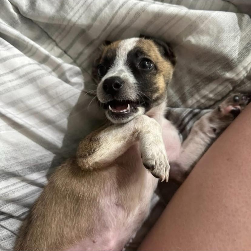 Penne, a ADOPTABLE mixed breed in Philadelphia, PA image 5/6