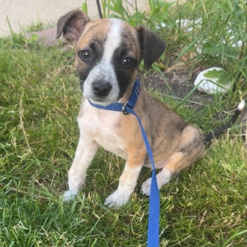Penne, a ADOPTABLE mixed breed in Philadelphia, PA image 1/6