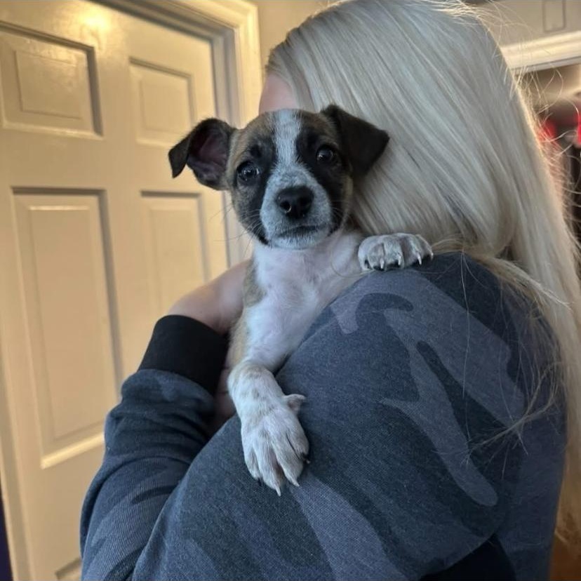 Penne, a ADOPTABLE mixed breed in Philadelphia, PA image 3/6