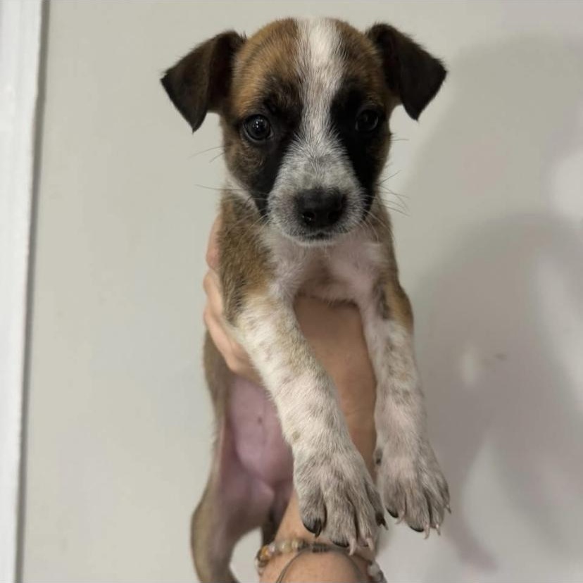 Penne, a ADOPTABLE mixed breed in Philadelphia, PA image 6/6