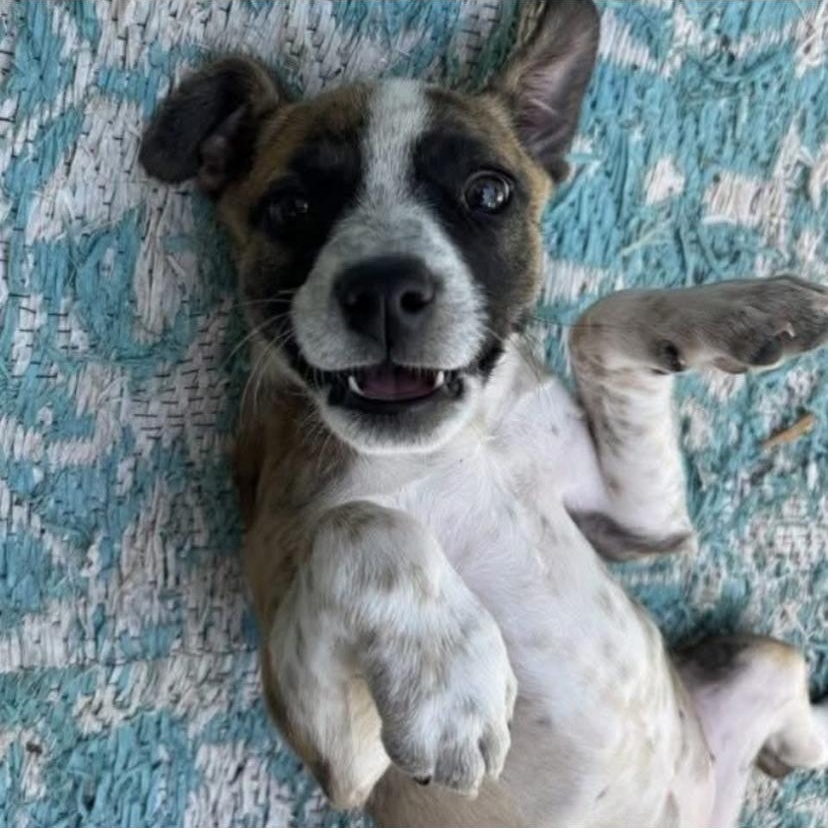 Penne, a ADOPTABLE mixed breed in Philadelphia, PA image 4/6