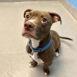 Nasville, Adoptable, Adult Male Mixed Breed.