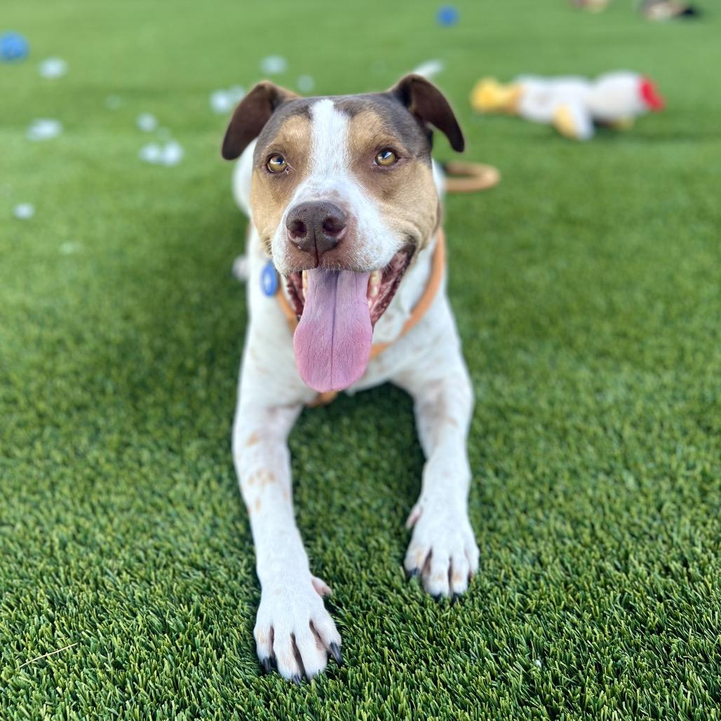 Joey, Adoptable, Adult Male Coonhound & Mixed Breed.