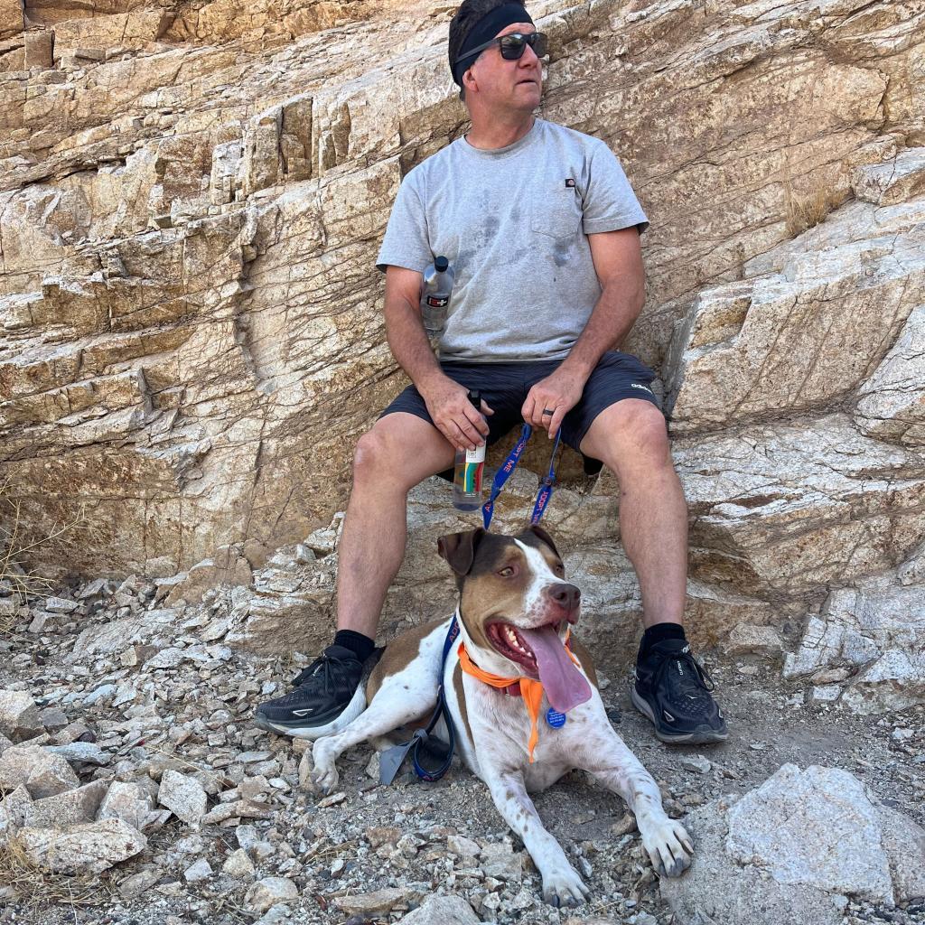 Joey, a Adoptable mixed breed in Apache Junction, AZ image 1/6