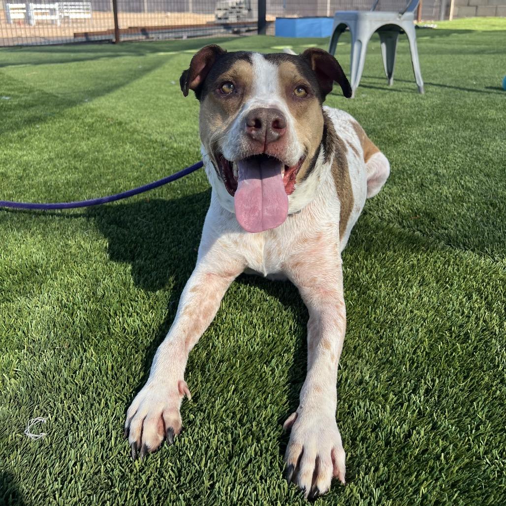 Joey, a Adoptable mixed breed in Apache Junction, AZ image 3/6