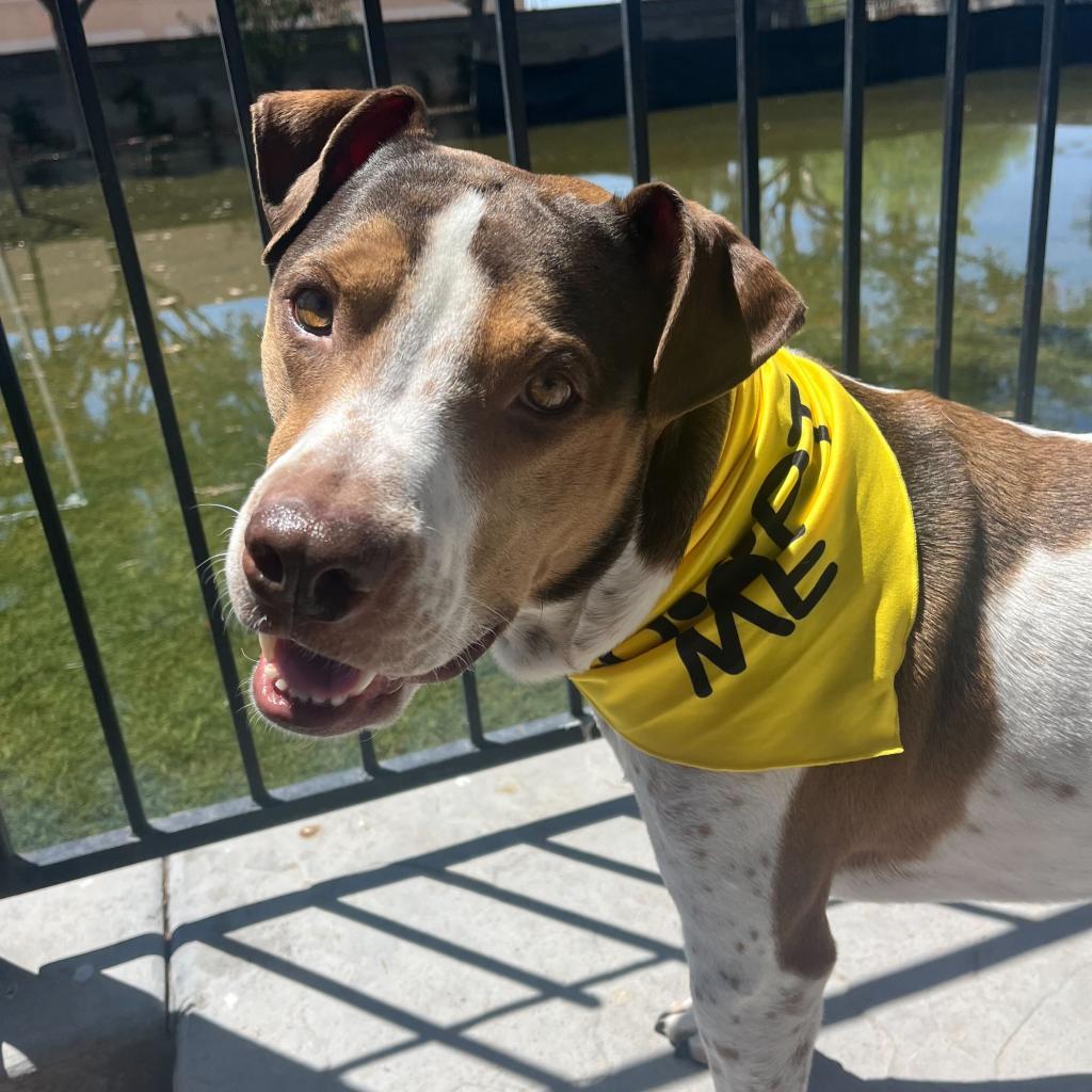Joey, a Adoptable mixed breed in Apache Junction, AZ image 3/6