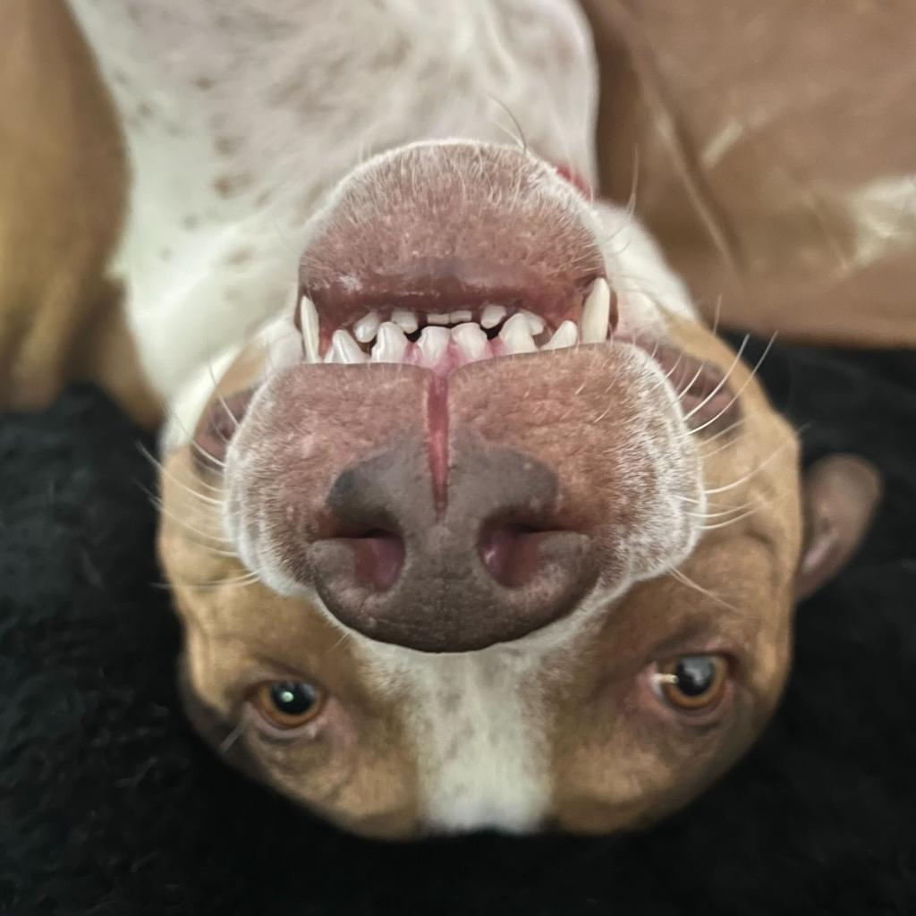 Joey, a Adoptable mixed breed in Apache Junction, AZ image 4/6