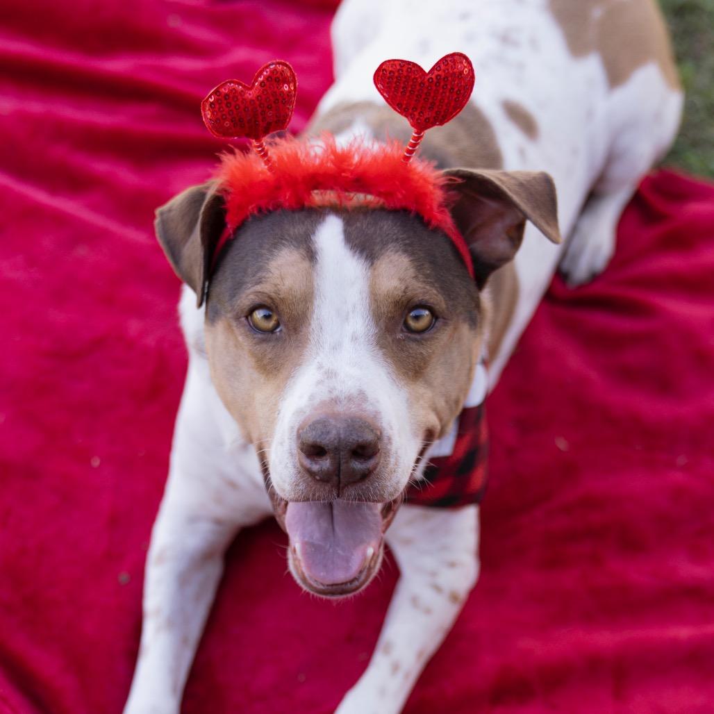 Joey, a Adoptable mixed breed in Apache Junction, AZ image 5/6