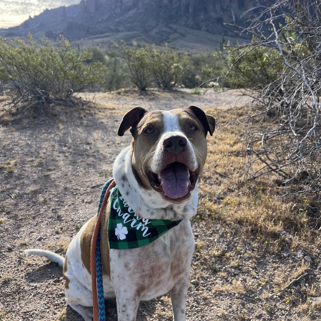 Enlarge Joey, a Adoptable mixed breed in Apache Junction, AZ image 5/6