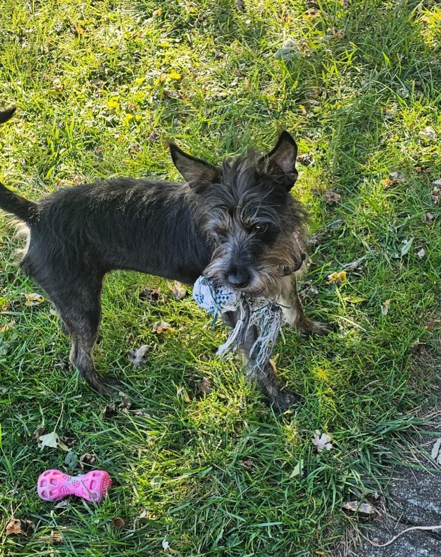 Enlarge Foster Needed , a Adoptable mixed breed in Carey, OH image 1/1