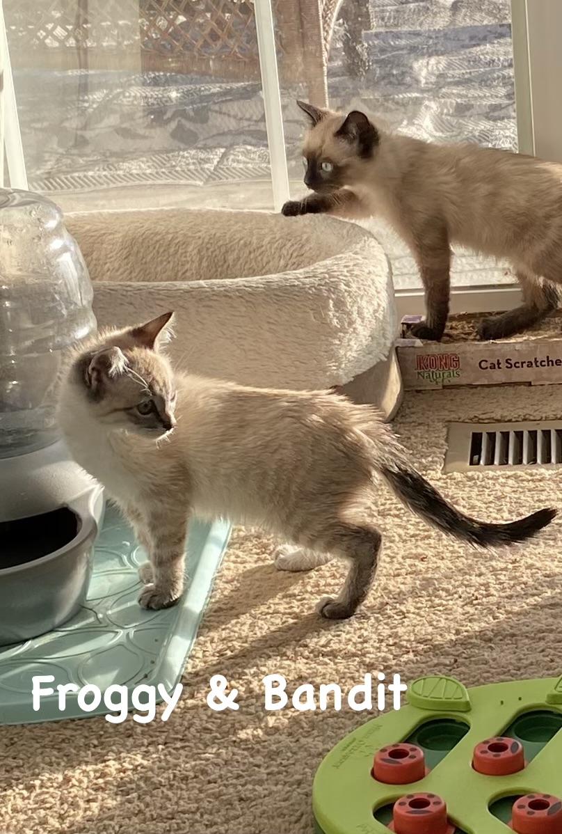 Froggy, an adopted Domestic Short Hair in Gardnerville, NV image 4/4
