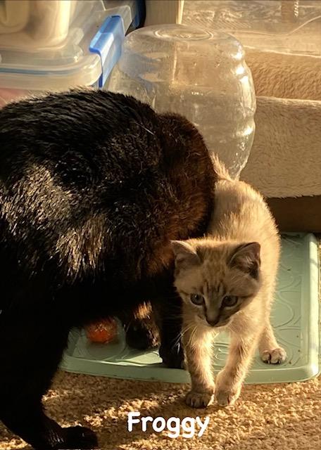 Froggy, an adopted Domestic Short Hair in Gardnerville, NV image 2/4