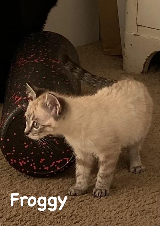 Froggy, adopted, Kitten Female Domestic Short Hair.