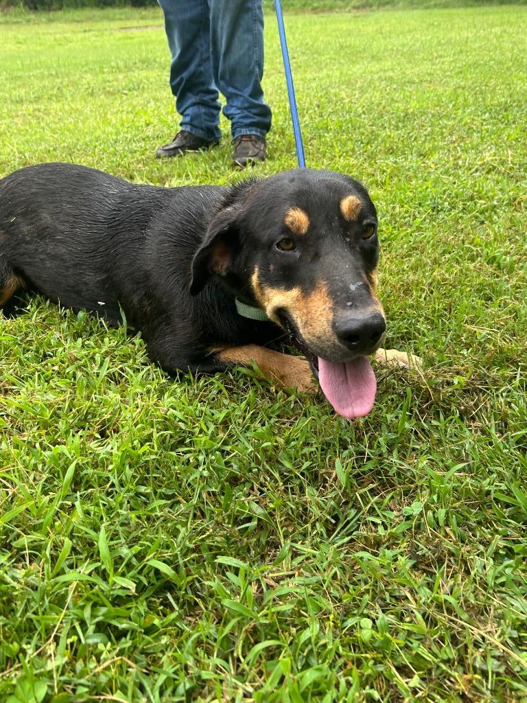 Arrax, Adoptable, Young Male Hound & Mixed Breed.